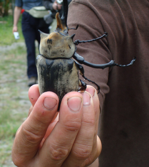 Tortuguero okt 2007