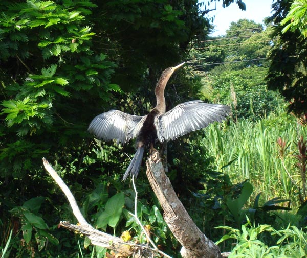 Tortuguero okt 2007