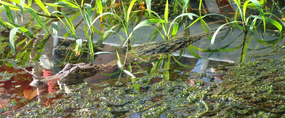 Tortuguero okt 2007