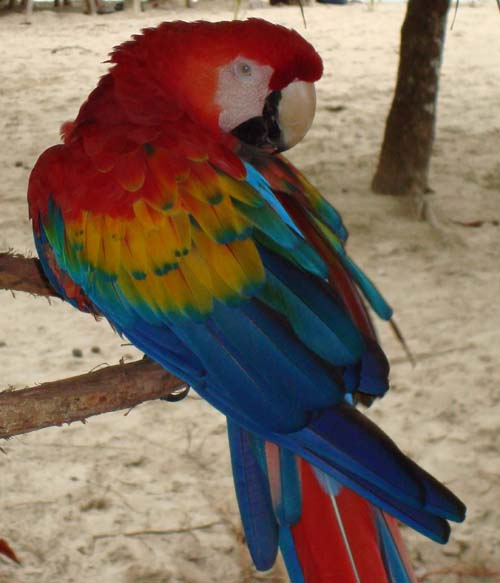 Montezuma okt 2007