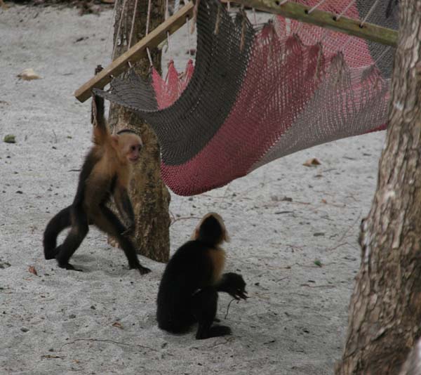 Montezuma jan 2009